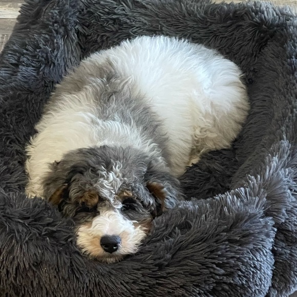 Meet your Posher, Madison - Picture 1 of 1